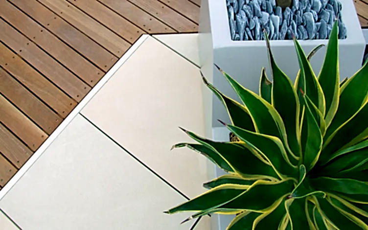agave