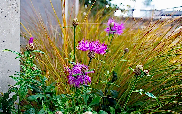 knapweed