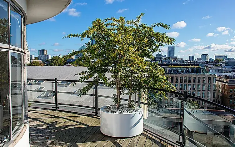 cotoneaster