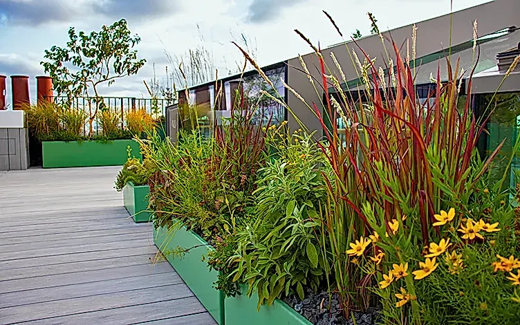 grasses