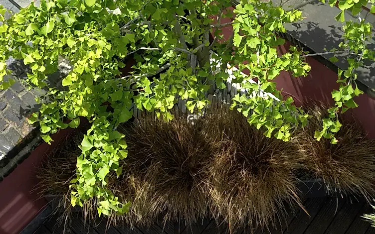 tree