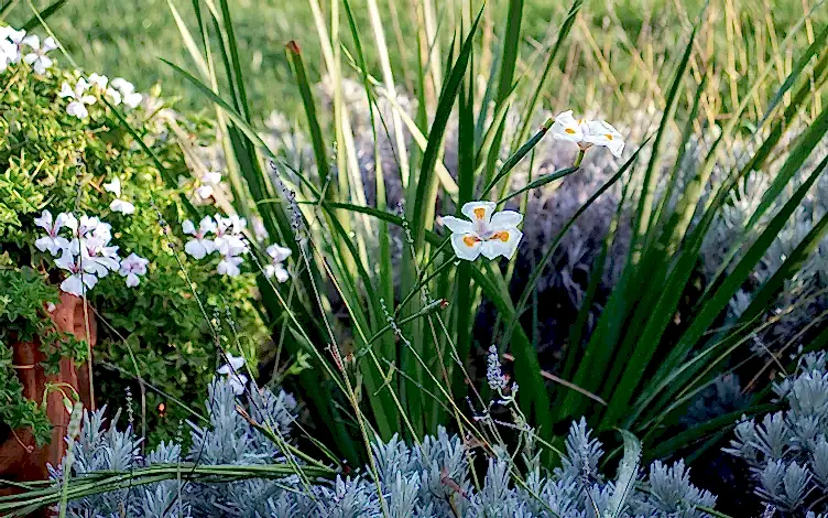 dietes