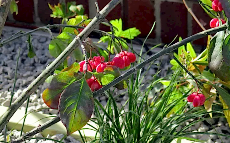 spindle