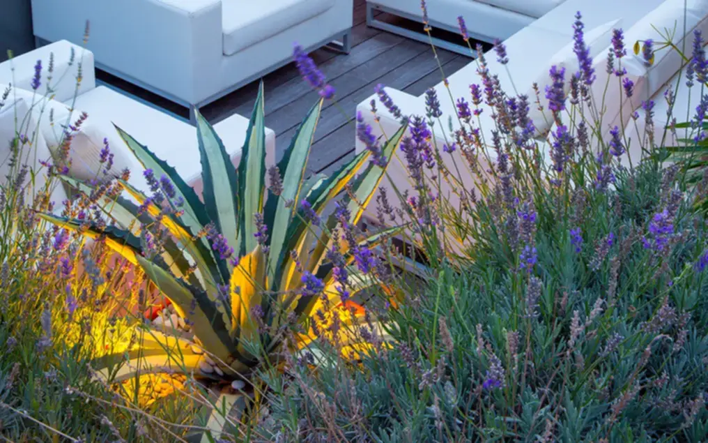 agave