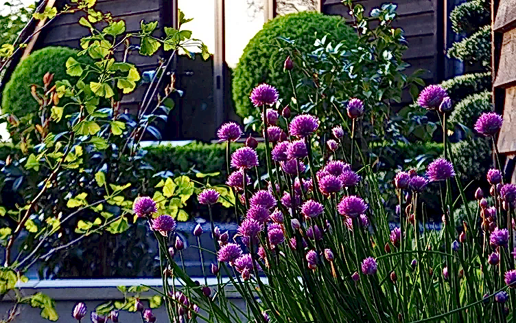 chives