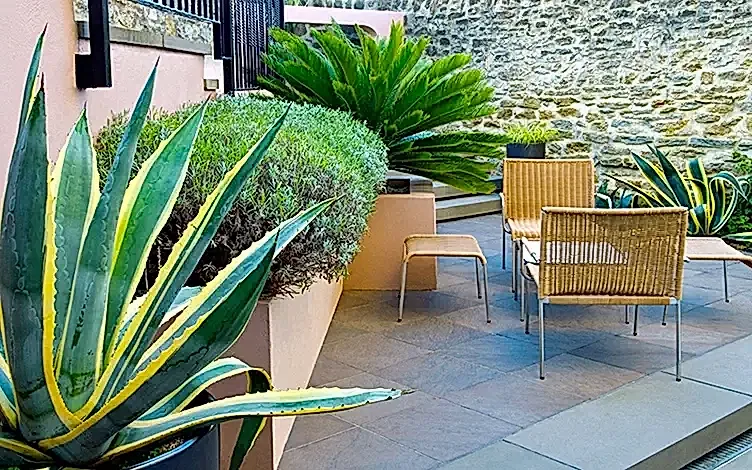 cycad