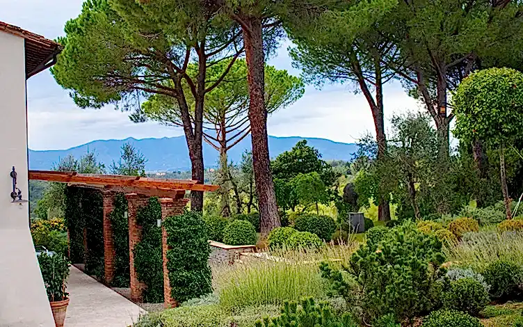 pine