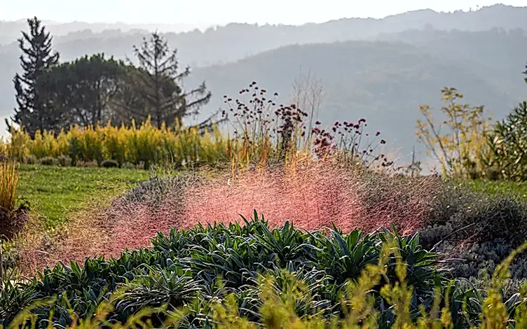 muhlenbergia