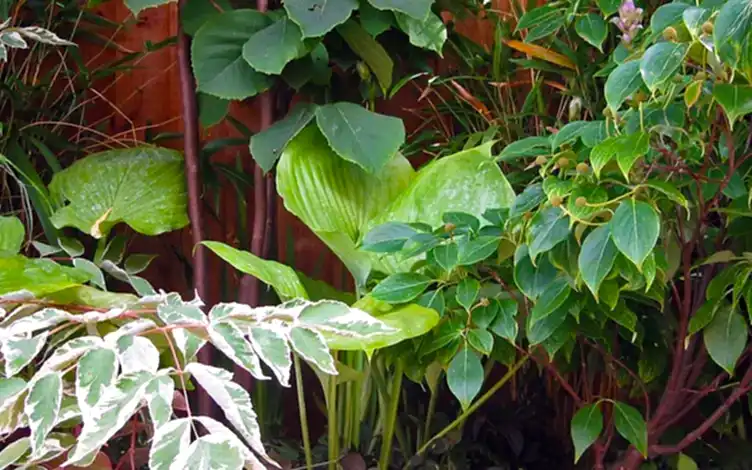 foliage