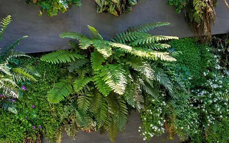 ferns
