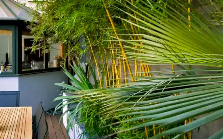 palm