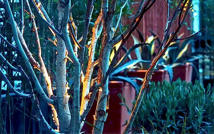 birch