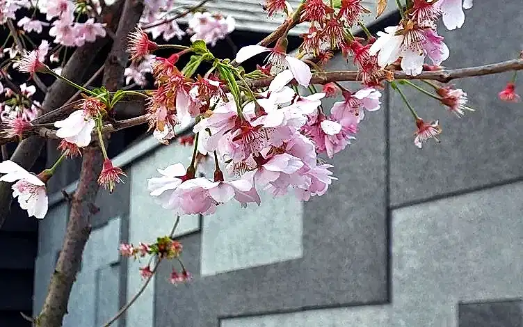 blossom