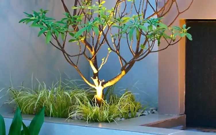 paperbush