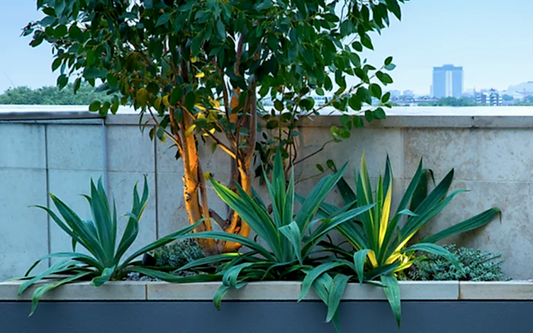eucalypt