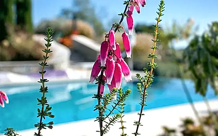 erica