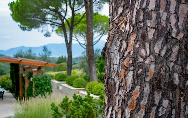 pine