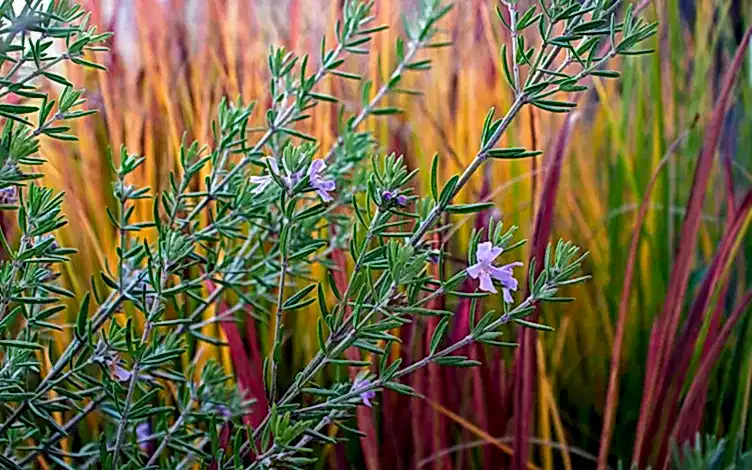westringia
