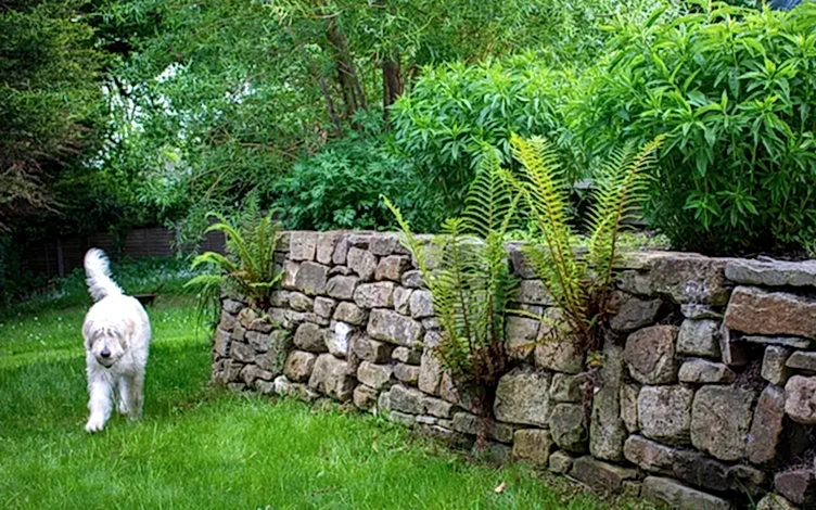 wall