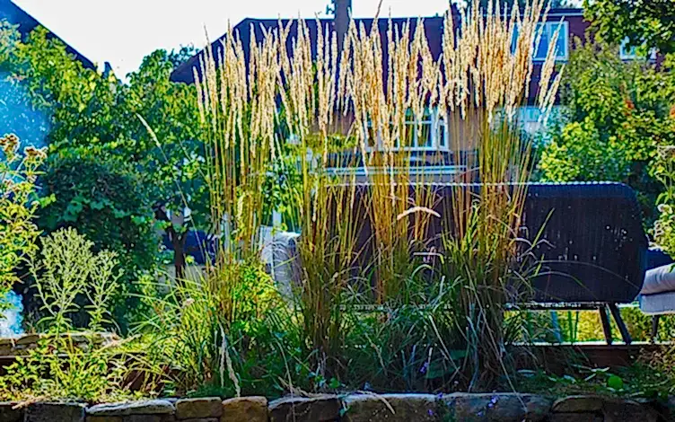 calamagrostis
