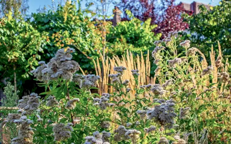 agrimony