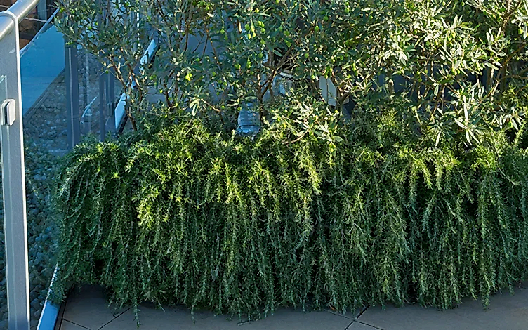 herbs