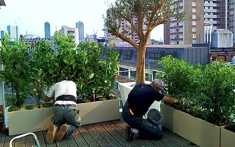 planting