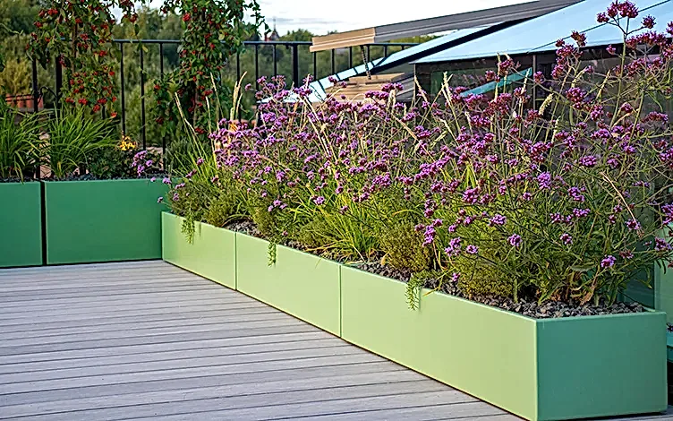 verbena