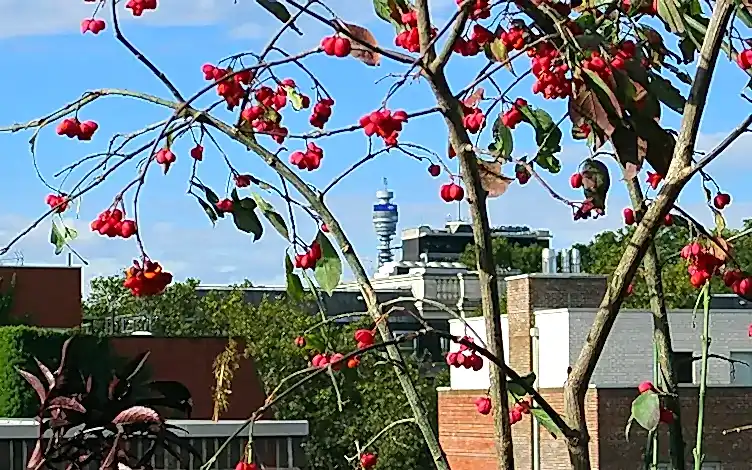 bt tower