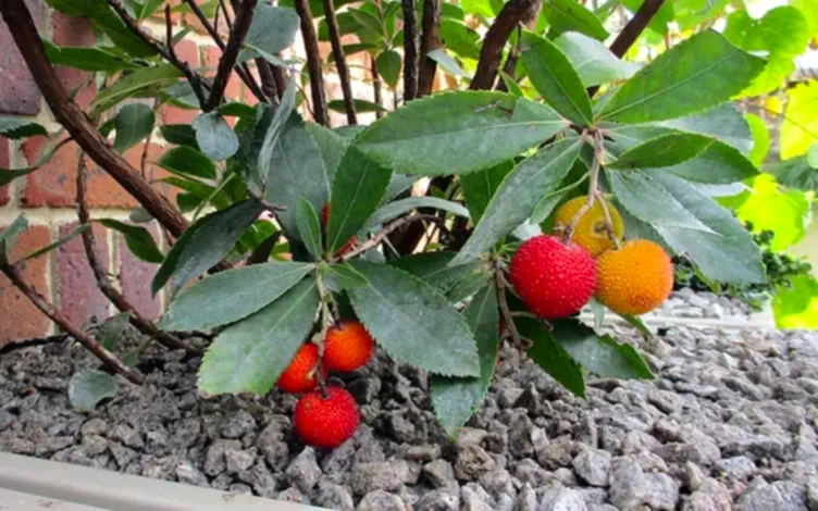 arbutus