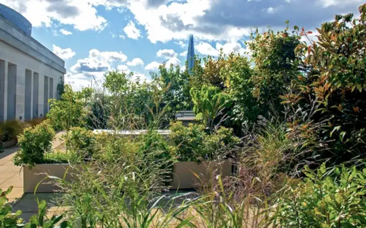 grasses terrace