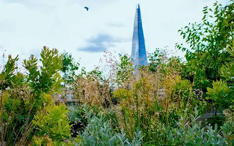 shard