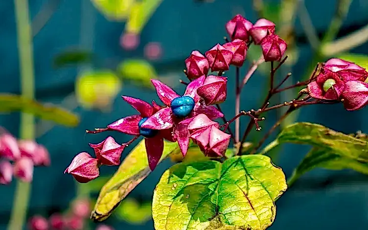 clerodendrum
