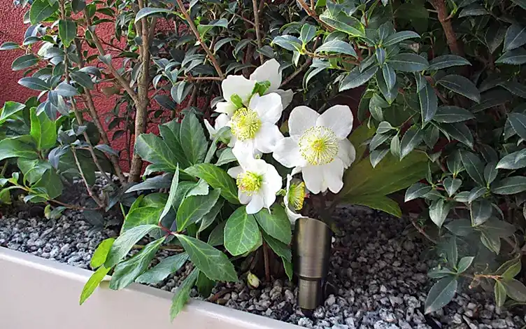 hellebor