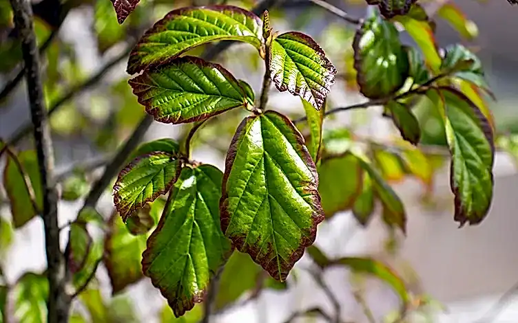 parrotia