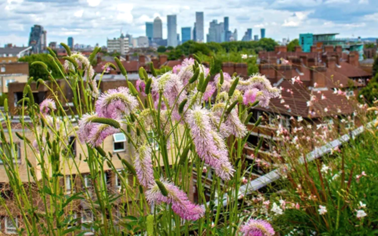 sanguisorba
