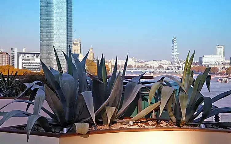agave