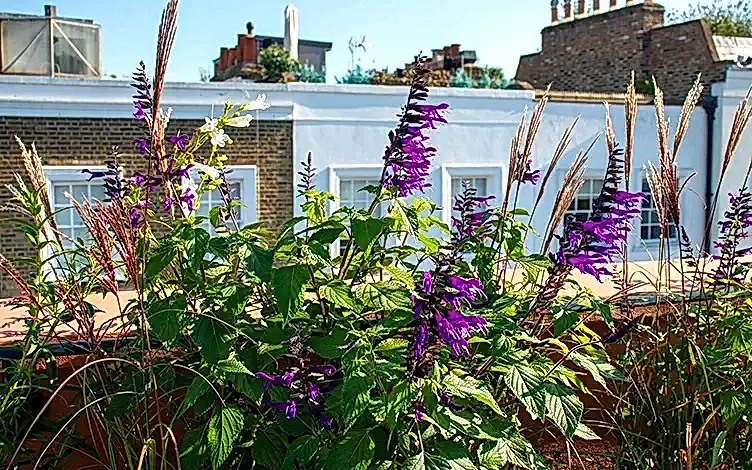 salvia