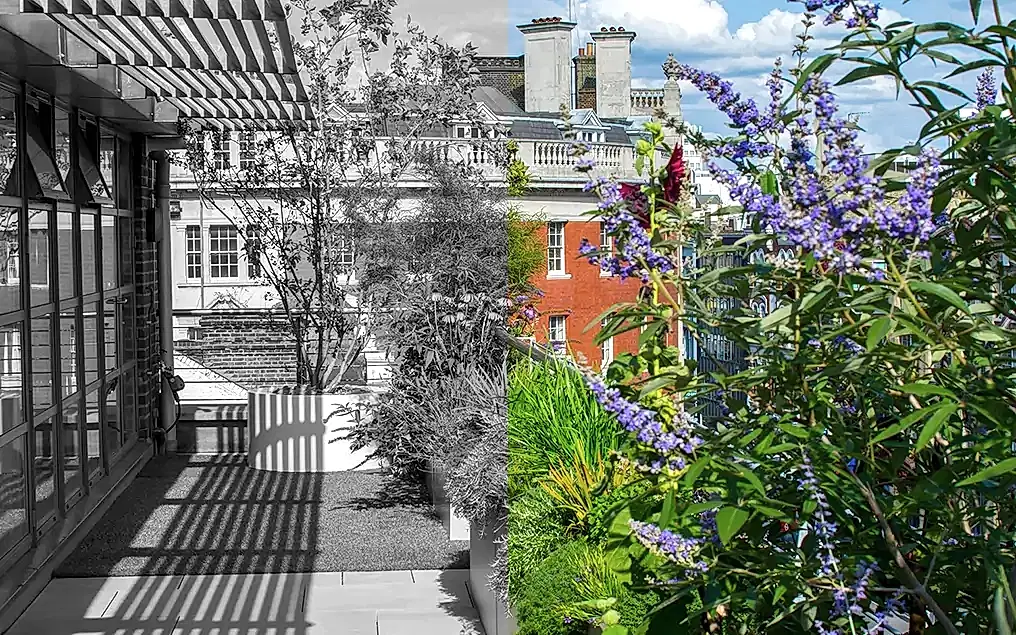 rooftop before after