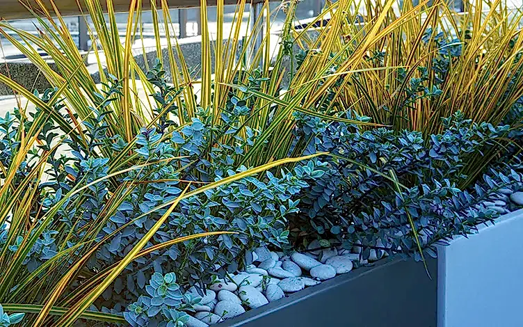 planting