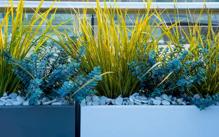 grasses