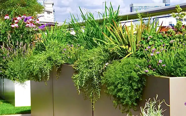 herbs