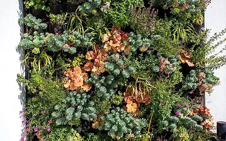 wall