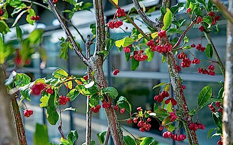 berries